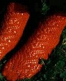 Tiger Eye Socks